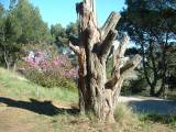 capestang0077 