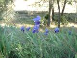 capestang0090 