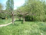 capestang0233 