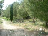 capestang0245 